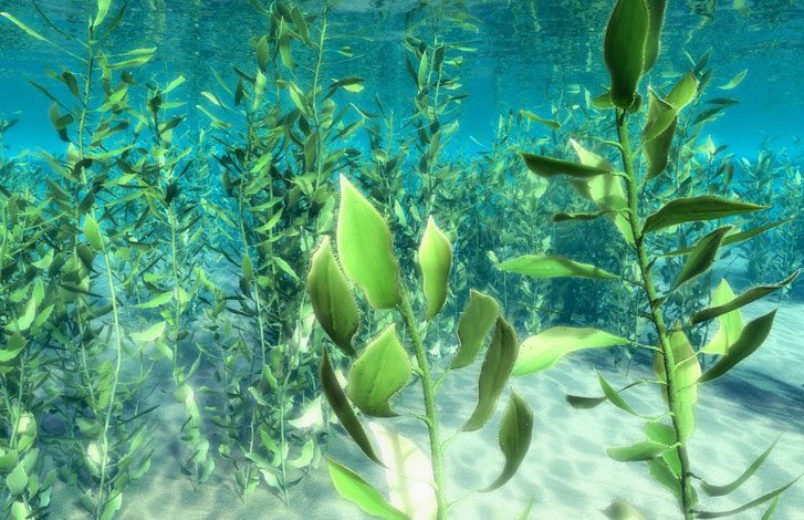 algae.jpg
